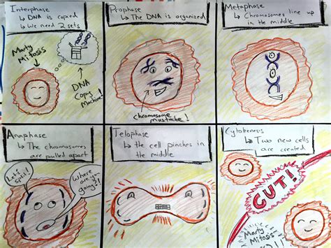 Comic Strip About Mitosis